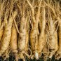 20 Seeds Chinese/Korean Panax Ginseng Seeds for Planting Fresh Seeds