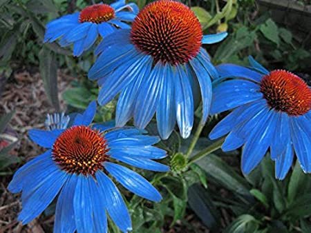 200 Seeds Rare 'Yangko' Light Blue Echinacea Purpurea Flower Seeds Fresh Seeds