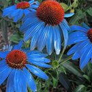 200 Seeds Rare 'Yangko' Light Blue Echinacea Purpurea Flower Seeds Fresh Seeds