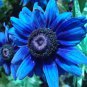 200 Seeds Rare 'Yangko' Light Blue Echinacea Purpurea Flower Seeds Fresh Seeds