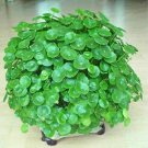 200 Seeds Hydrocotyle Vulgaris Potted Plant Seeds Fresh Seeds