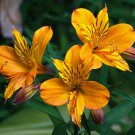 200 Seeds Rare Peruvian Lily Alstroemeria Flower Seeds Fresh Seeds