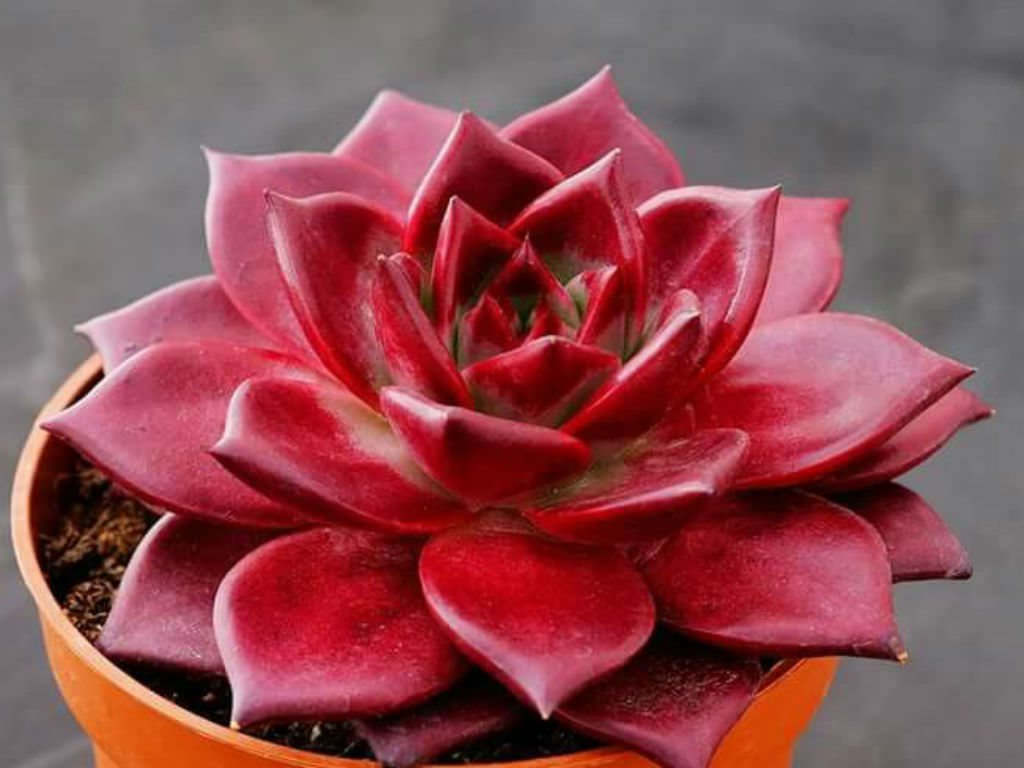 20 Seeds Echeveria Agavoides Romeo Rubin Succulent Plant Seeds Fresh Seeds