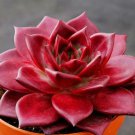 100 Seeds Echeveria Agavoides Romeo Rubin Succulent Plant Seeds Fresh Seeds