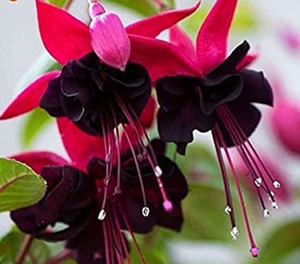 200 Seeds Double Petals Fuchsia Bonsai Potted Flower Seeds Fresh Seeds
