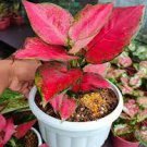 200 Seeds Beautiful Aglaonema 'Pink Dud' Mosaic Plant Flower Seeds Fresh Seeds