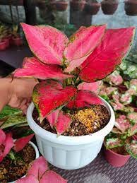 200 Seeds Beautiful Aglaonema 'Pink Dud' Mosaic Plant Flower Seeds Fresh Seeds