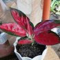 200 Seeds Beautiful Aglaonema 'Pink Dud' Mosaic Plant Flower Seeds Fresh Seeds