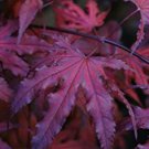 40 Seeds Purple Ghost Japanese Maple Ornamental Tree Seeds Fresh Seeds