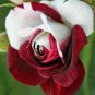 100 Seeds Heirloom Rare White, Black, and Red Tricolor Rose Bush Flower Seeds Fresh Seeds