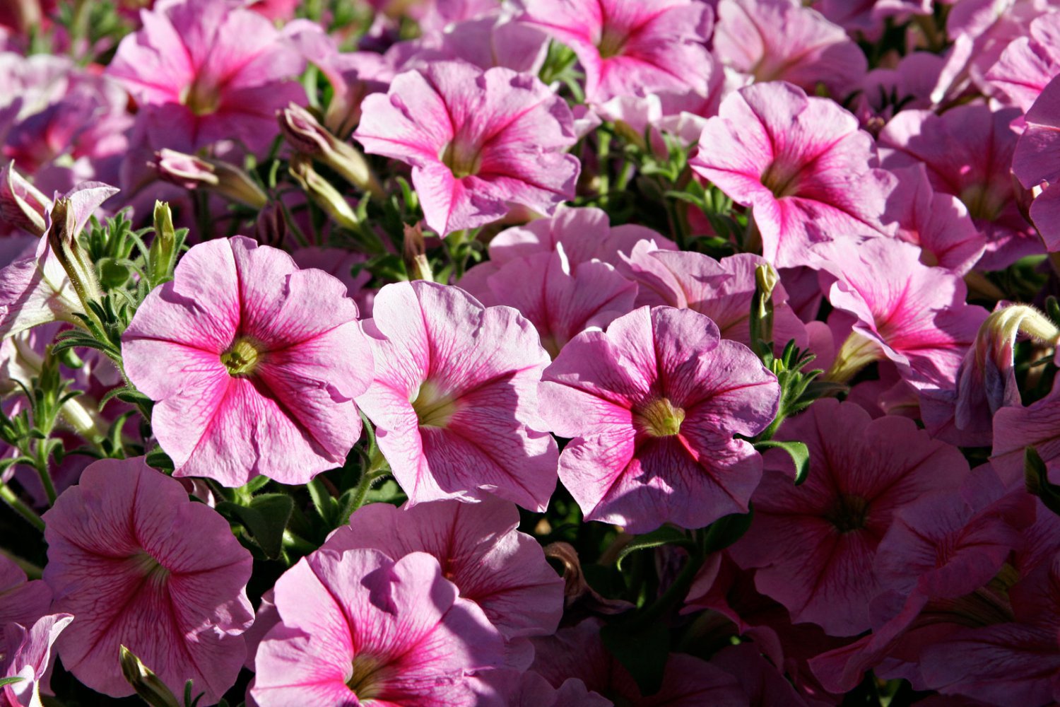 400 Seeds Imported Beautiful Hanging Bonsai Petunia Flower Seeds Fresh Seeds