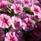 400 Seeds Imported Beautiful Hanging Bonsai Petunia Flower Seeds Fresh Seeds