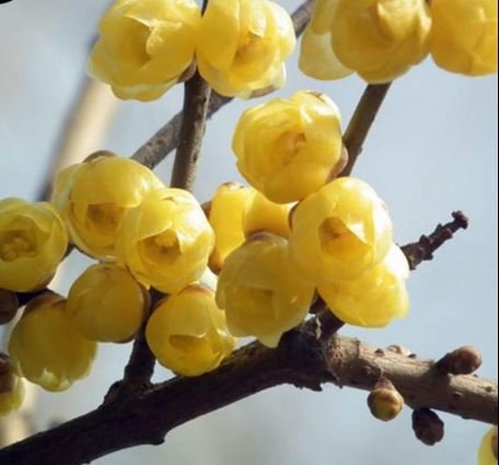 120 Seeds Winter Sweet Prunus Mume Tree Seeds Fresh Seeds