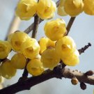 120 Seeds Winter Sweet Prunus Mume Tree Seeds Fresh Seeds
