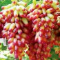 30 Seeds Heirloom Manicure Finger Grape Organic Seeds Fresh Seeds