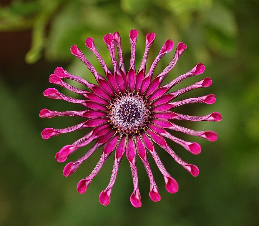 200 Seeds Osteospermum Flower Seeds Fresh Seeds