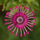 200 Seeds Osteospermum Flower Seeds Fresh Seeds