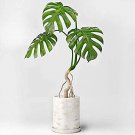 200 Seeds Monstera Obliqua Plant Seeds for Flower Pots and Garden Decor Fresh Seeds