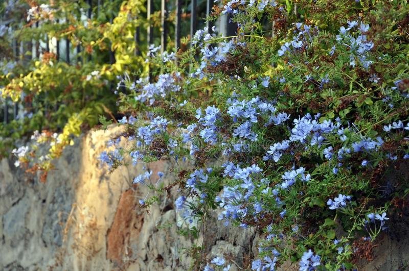200 Seeds Plumbago Auriculata Bonsai Exotic Perennial Flower Seeds Fresh Seeds