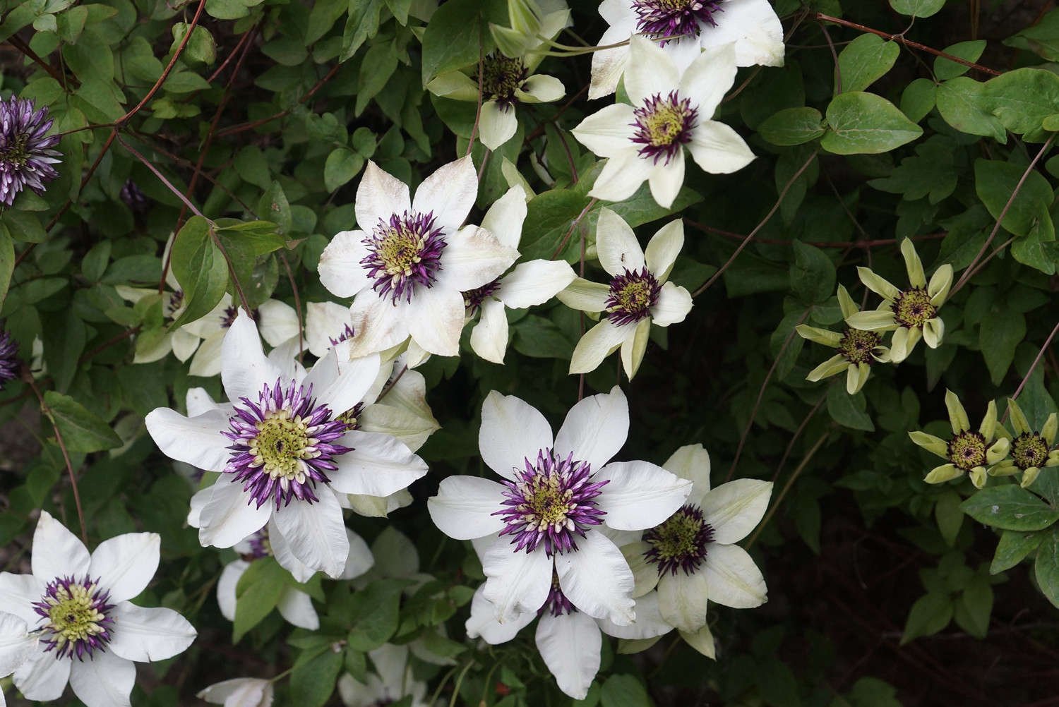 200 Seeds Clematis Seeds Light Purple White Edge with White Double Centre Flowers Fresh Seeds