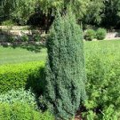 100 Seeds Pencil Point Juniper Bonsai Tree Seeds Fresh Seeds