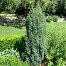 100 Seeds Pencil Point Juniper Bonsai Tree Seeds Fresh Seeds