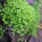100 Seeds Mentha Requienii Mint Plant Bonsai Flower Seeds Fresh Seeds
