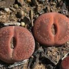 100 Seeds Mix Lithops Aucampiae Amazing Succulent Plant Seeds Fresh Seeds