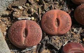 100 Seeds Mix Lithops Aucampiae Amazing Succulent Plant Seeds Fresh Seeds