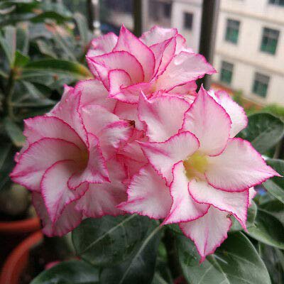 200 Seeds Adenium Mix 36 Types of Bonsai Desert Rose Seeds Fresh Seeds