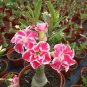 200 Seeds Adenium Mix 36 Types of Bonsai Desert Rose Seeds Fresh Seeds