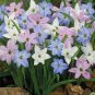 400 Seeds Mix Rain Lily Flowering Seeds in Beautiful Bright Colors Fresh Seeds