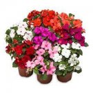 40 Seeds Mix Impatiens Walleriana Flower Seeds Fresh Seeds