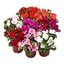 40 Seeds Mix Impatiens Walleriana Flower Seeds Fresh Seeds