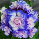 20 Seeds Rare 'Night Blue' Geranium Appleblossom Rosebud Pelargonium Flower Seeds Fresh Seeds