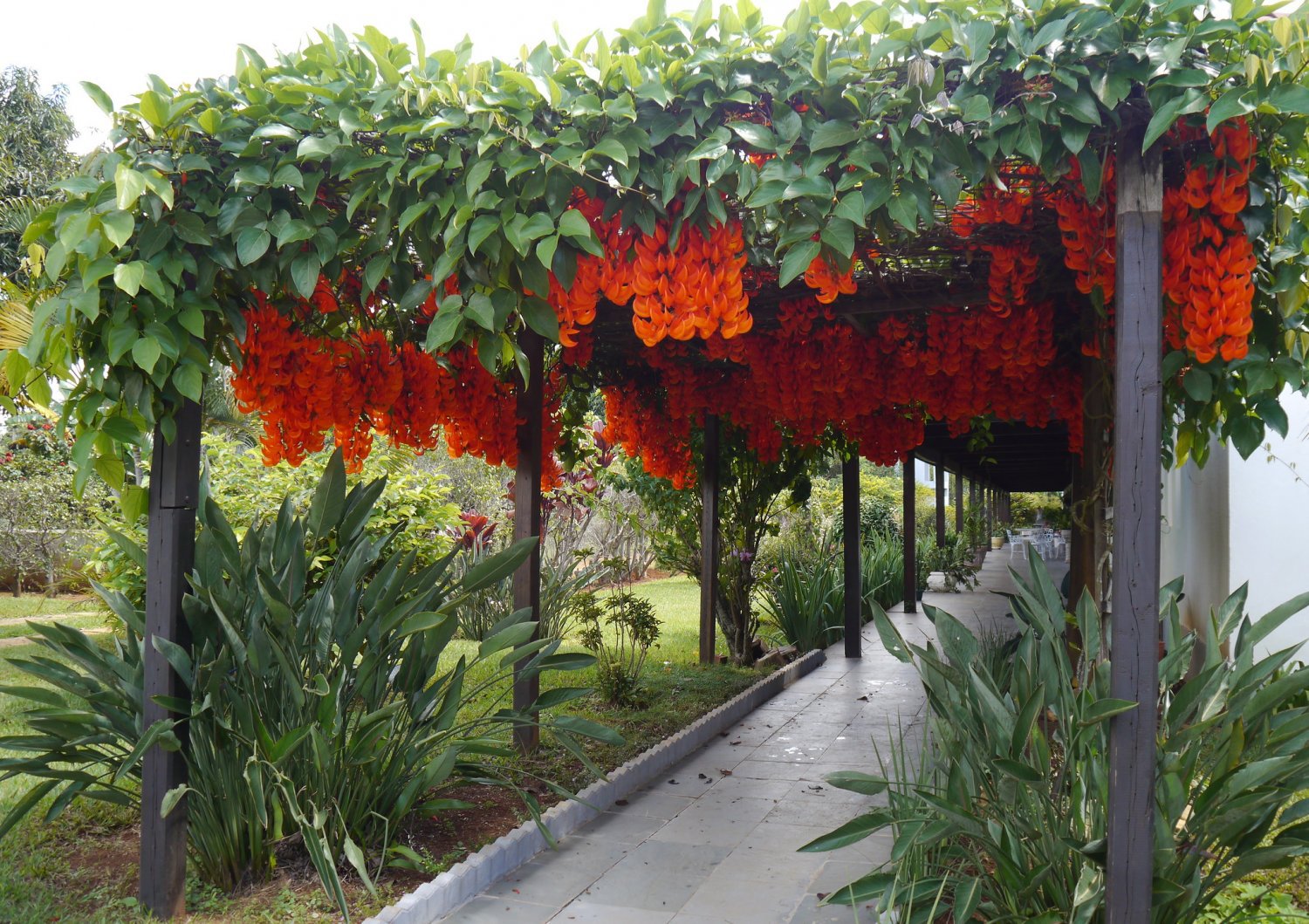 10 Seeds Rare Mucuna Benettii Red Jade Vine Seeds Fresh Seeds