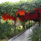 10 Seeds Rare Mucuna Benettii Red Jade Vine Seeds Fresh Seeds