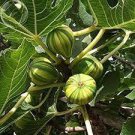 12 Seeds Heirloom Ficus Carica 'Panache' Tiger Stripe Fig Tree Seeds Fresh Seeds