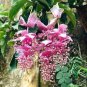 200 Seeds Medinilla Magnifica Bonsai Very Beautiful Bonsai Plant Seeds Fresh Seeds