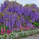 200 Seeds True Heirloom Pink Wisteria Flower Seeds Fresh Seeds