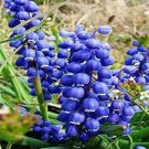 100 Seeds Rare 'Blue Flower Goddess' Lily of the Valley Convallaria Majalis Flower Seeds Fresh Seeds