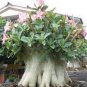 4 Seeds Adenium Socotranum Flower Seeds Fresh Seeds