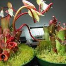 200 Seeds Heliamphora Minor Carnivorous Plant Seeds Fresh Seeds