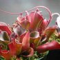 200 Seeds Heliamphora Minor Carnivorous Plant Seeds Fresh Seeds