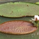 10 Seeds Victoria Amazonica Giant Waterlily Seeds Fresh Seeds