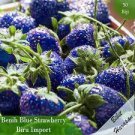 200 Seeds African Blue Strawberry Plant Seeds Fresh Seeds