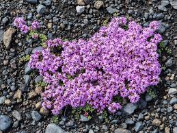 200 Seeds Creeping Thyme Rock Cress Flower Seeds Fresh Seeds