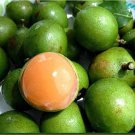 20 Seeds Lemon Sweet Spanish Lime Tree Seeds Fresh Seeds