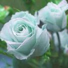 100 Seeds Rare Hybrid White Rose with Green Heart Flower Plant Seeds Fresh Seeds