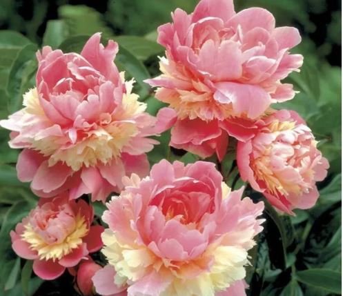10 Seeds Rare Heirloom Sorbet Robust Colorful Double Blooms Peony Tree Seeds Fresh Seeds